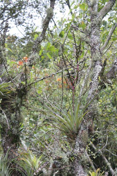 Tillandsia cucaensis, photographed by Alexis López Hernández