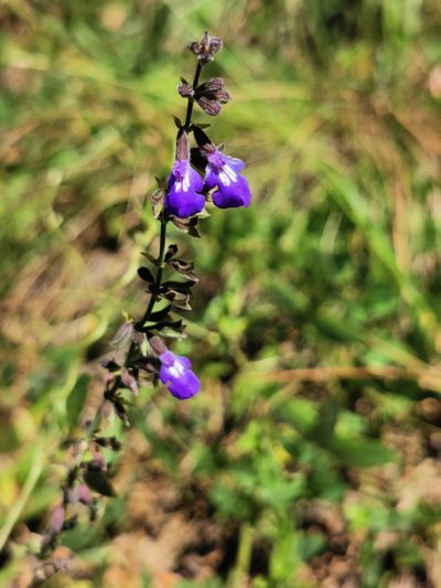 Salvia crucis, photographed by M. Socorro González Elizondo