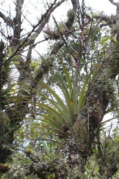 Tillandsia cucaensis, photographed by Alexis López Hernández
