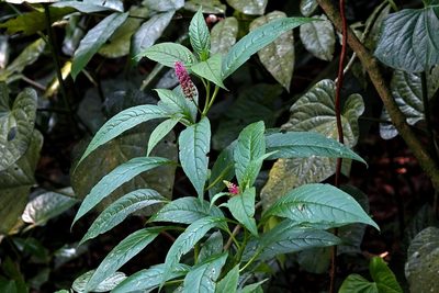 Phytolacca thyrsiflora, photographed by Patrícia Hanate