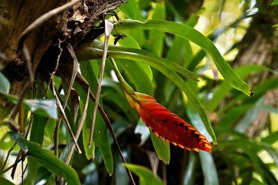 Vriesea inflata, photographed by Patrícia Hanate