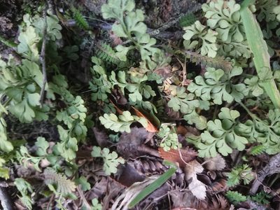 Asplenium dareoides, photographed by María Regina Silva