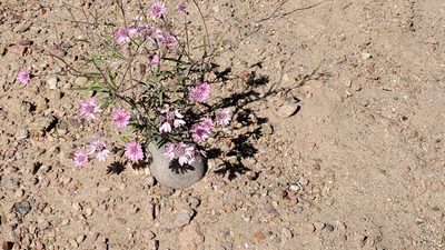 Palafoxia sphacelata, photographed by Craig Martin