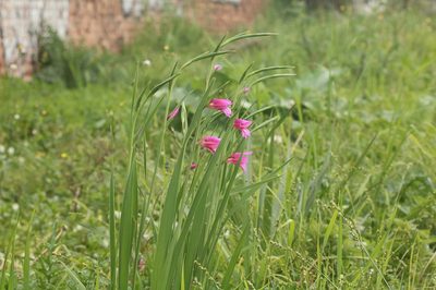 Gladiolus communis, photographed by Holger Braun