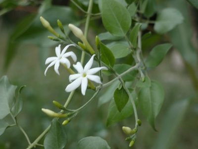 Jasminum fluminense, photographed by Helio Lourencini