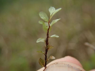 Rhizomnium magnifolium, photographed by Randal