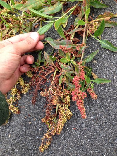 Rumex crassus, photographed by Ken-ichi Ueda