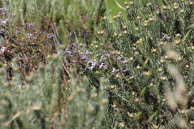 Cyphia digitata, photographed by Tony Rebelo