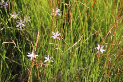 Trachyandra filiformis, photographed by Tony Rebelo