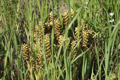 Corycium orobanchoides, photographed by Tony Rebelo