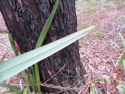 Dianella tasmanica, photographed by Elspeth Swan