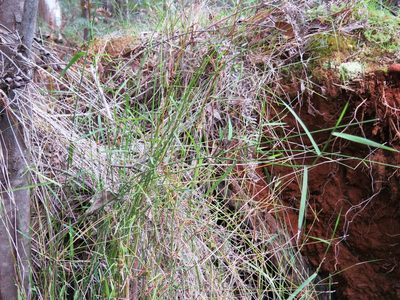 Tetrarrhena juncea, photographed by Elspeth Swan
