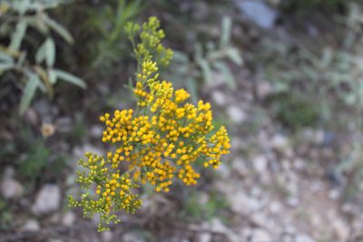 Gymnosperma glutinosum, photographed by Francisco Martínez González
