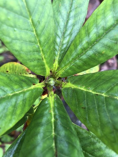 Rhododendron barbatum, photographed by Dee Shea Himes