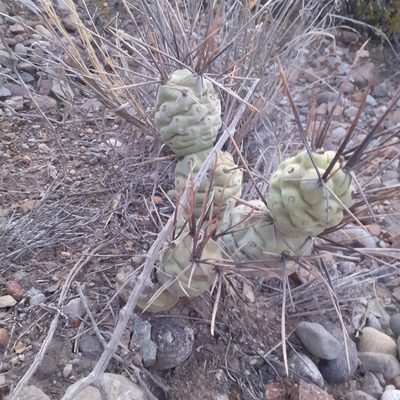 Tephrocactus aoracanthus, photographed by Benjamin Bender