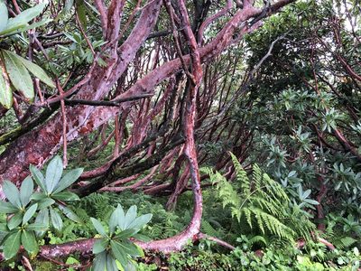 Rhododendron barbatum, photographed by Dee Shea Himes