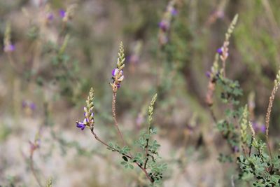 Dalea bicolor, photographed by Francisco Martínez González