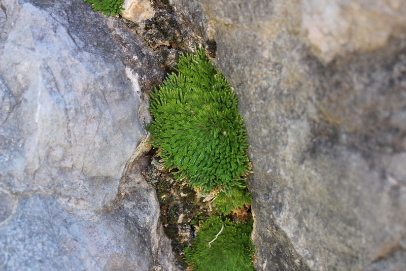 Selaginella pilifera, photographed by Francisco Martínez González