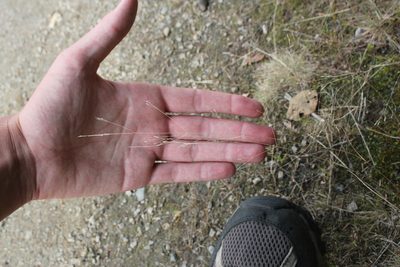 Agrostis scabra, photographed by Quinten Wiegersma