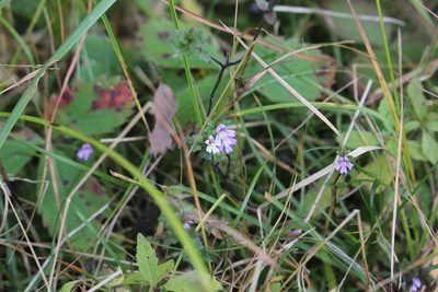 Euphrasia stricta, photographed by Quinten Wiegersma