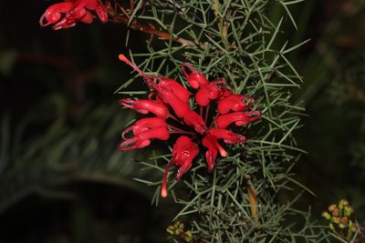 Grevillea wilsonii, photographed by T. Hammer
