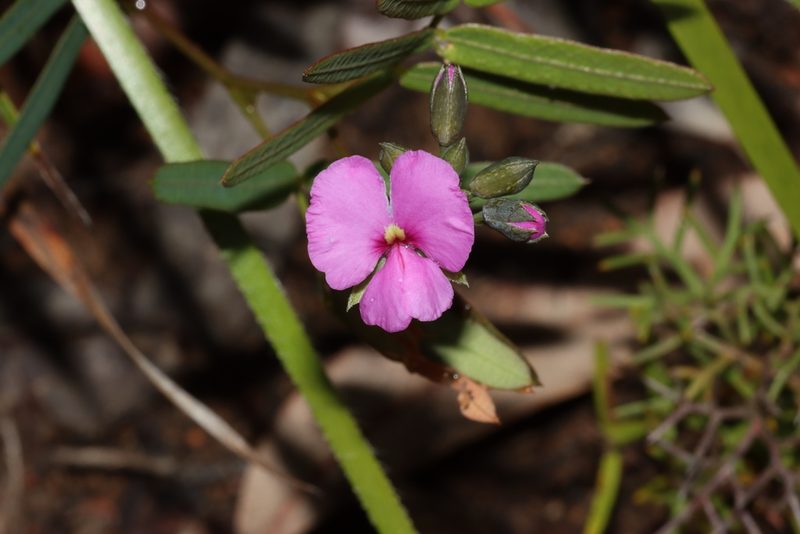 Gompholobium knightianum, photographed by T. Hammer