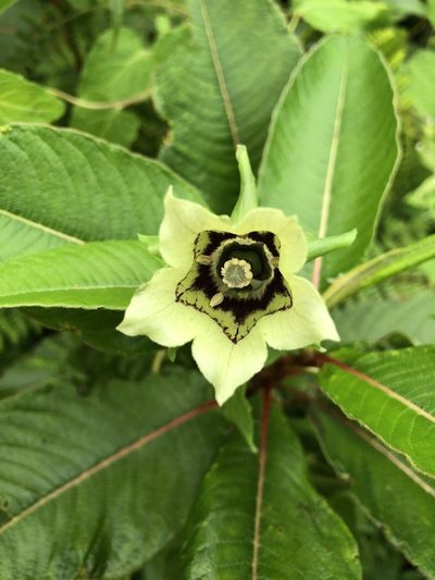 Codonopsis rotundifolia, photographed by Dee Shea Himes