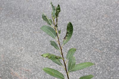Salix humilis, photographed by Quinten Wiegersma