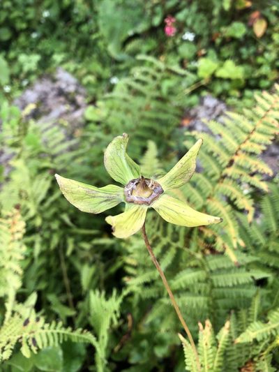 Codonopsis rotundifolia, photographed by Dee Shea Himes