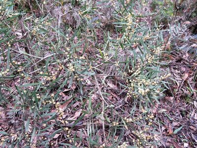 Acacia stricta, photographed by Elspeth Swan
