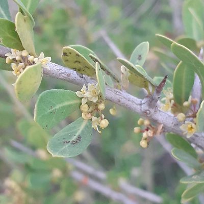 Schinus johnstonii, photographed by Benjamin Bender