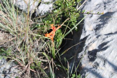 Dichromanthus cinnabarinus, photographed by Francisco Martínez González