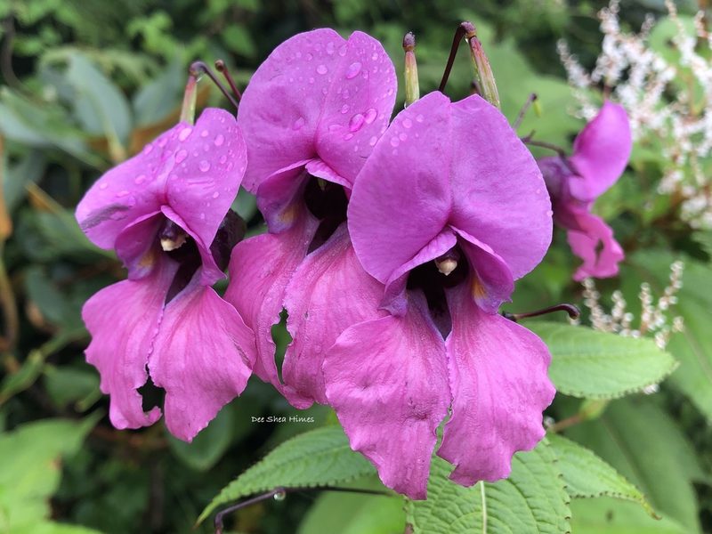 Impatiens sulcata, photographed by Dee Shea Himes
