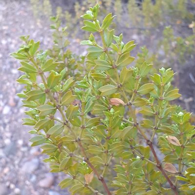 Larrea cuneifolia, photographed by Benjamin Bender