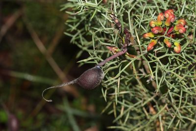 Grevillea wilsonii, photographed by T. Hammer