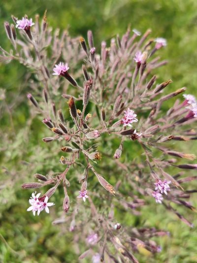 Stevia viscida, photographed by Juan Carlos Pérez Magaña