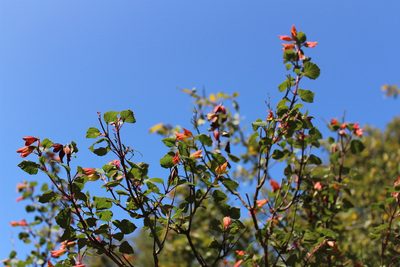 Salvia regla, photographed by Francisco Martínez González