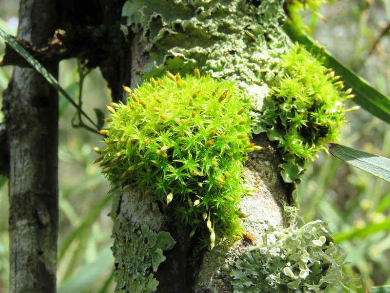 Lewinskya tasmanica, photographed by Elspeth Swan