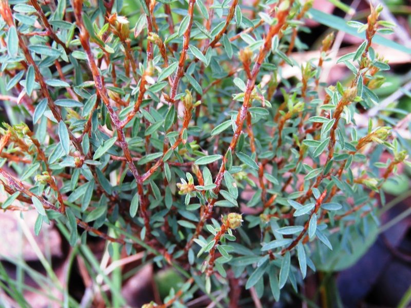Pultenaea reflexifolia, photographed by Elspeth Swan