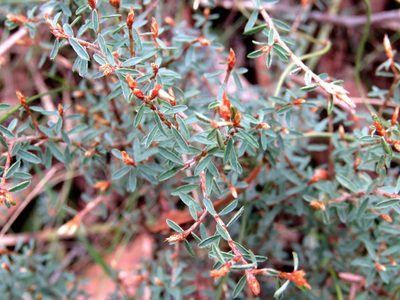 Pultenaea reflexifolia, photographed by Elspeth Swan