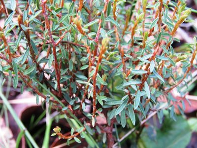 Pultenaea reflexifolia, photographed by Elspeth Swan