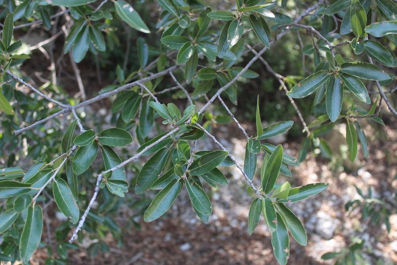 Quercus saltillensis, photographed by Francisco Martínez González
