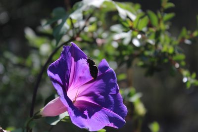 Ipomoea orizabensis, photographed by Francisco Martínez González