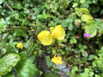 Pedicularis hoffmeisteri, photographed by Dee Shea Himes