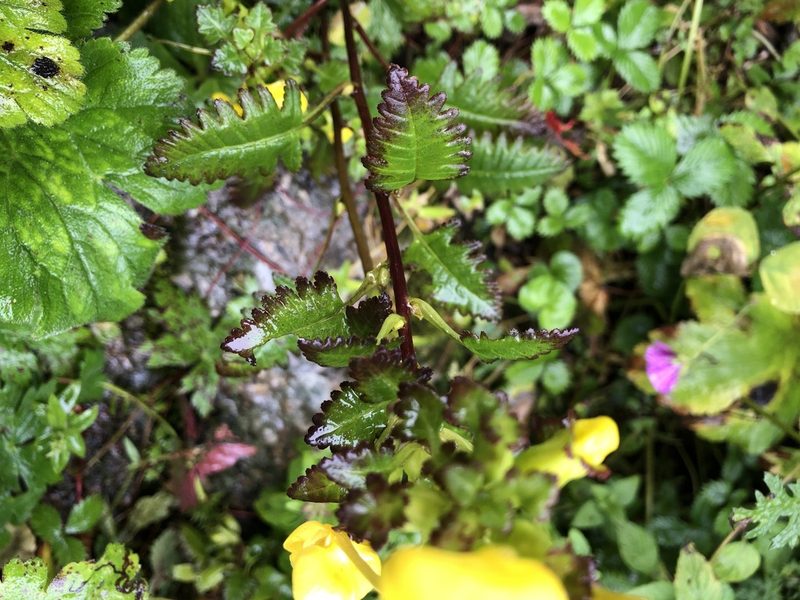 Pedicularis hoffmeisteri, photographed by Dee Shea Himes