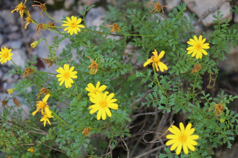 Chrysactinia truncata, photographed by Francisco Martínez González