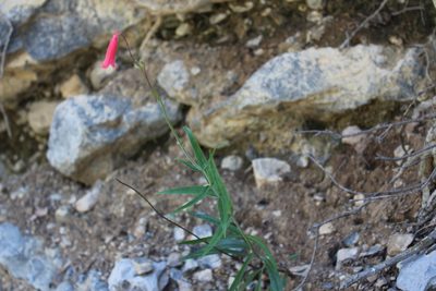 Penstemon lanceolatus, photographed by Francisco Martínez González