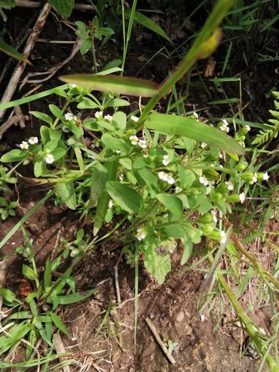 Galeana pratensis, photographed by Juan Carlos Pérez Magaña