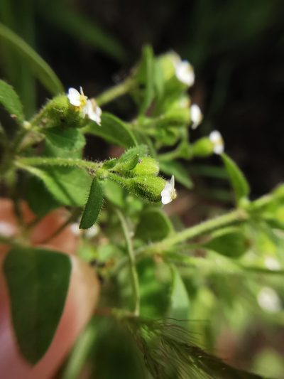 Galeana pratensis, photographed by Juan Carlos Pérez Magaña