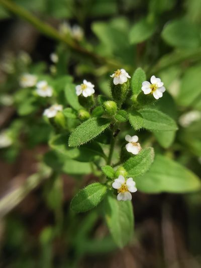 Galeana pratensis, photographed by Juan Carlos Pérez Magaña